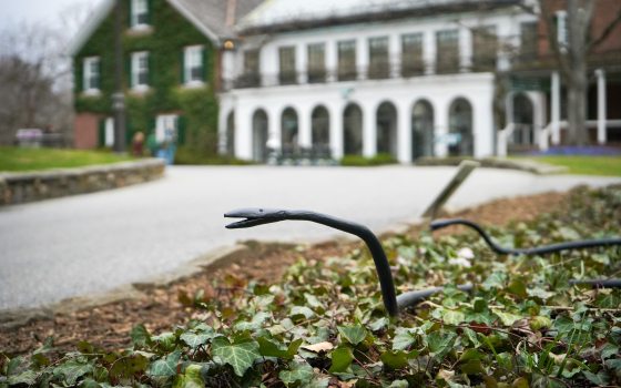 Two black iron snakes laying in a garden. 